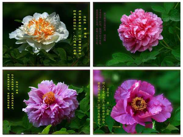 洛陽牡丹花會 洛陽牡丹花會